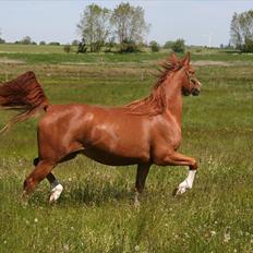 Arabisk fuldblod (OX) Red Shadow