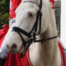 Palomino Atreju ***SOLGT***