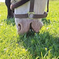 Palomino Atreju ***SOLGT***