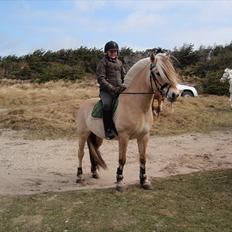 Fjordhest Fie Møldrup