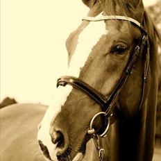 Hannoveraner Baron Eg