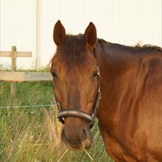 Anden særlig race Malibu<3