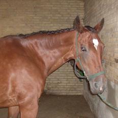 Traver Heather Wild Solgt