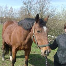 Traver Heather Wild Solgt