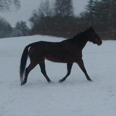 Traver Heather Wild Solgt