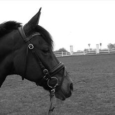 New Forest My Fair Turbo "Kesse"