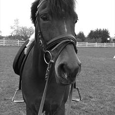 New Forest My Fair Turbo "Kesse"