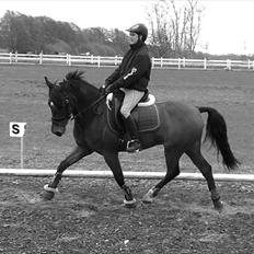 New Forest My Fair Turbo "Kesse"