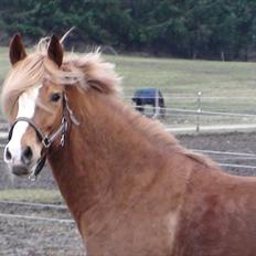 Welsh Cob (sec D) Whitesocks (White Feet)