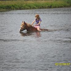 Welsh Cob (sec D) Whitesocks (White Feet)