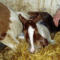 Pinto Svalebos Red Bull SOLGT  