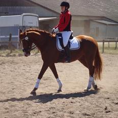 Anden særlig race Kashmir Chilan   /SØSTERS