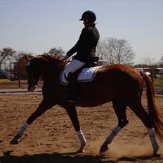 Anden særlig race Kashmir Chilan   /SØSTERS