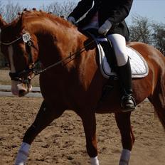 Anden særlig race Kashmir Chilan   /SØSTERS