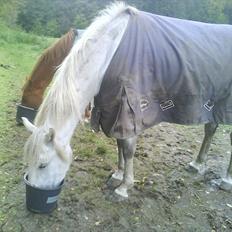 Shagya Araber (SH) Shanita Mellemgård