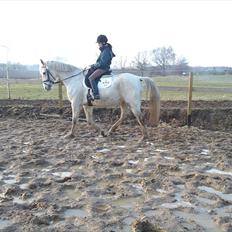 Shagya Araber (SH) Shanita Mellemgård