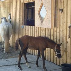 Anden særlig race Necupina (Pina)