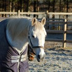 Shagya Araber (SH) Gilgamesh - R.I.P.