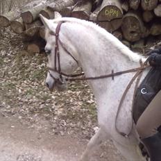 Shagya Araber (SH) Gilgamesh - R.I.P.