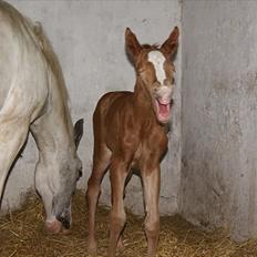 Pinto Schillinggaards Annabell