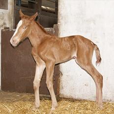 Pinto Schillinggaards Annabell