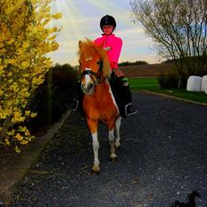 Anden særlig race LYSHOLMS ViKTOR ªkª ViGGO