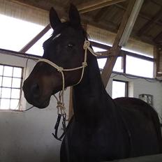 Dansk Varmblod Haifa