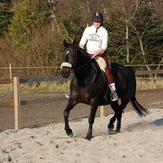 Dansk Varmblod Haifa