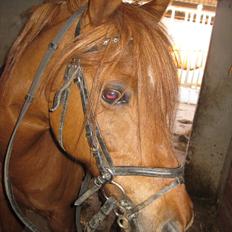 Anden særlig race Pigpaks