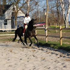 Dansk Varmblod Haifa