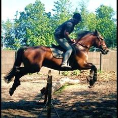 Traver Condi Crown  'Mit livs lys' <3
