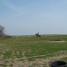 Islænder Thor fra Quistgård