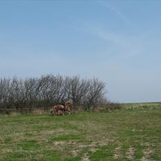 Islænder Thor fra Quistgård