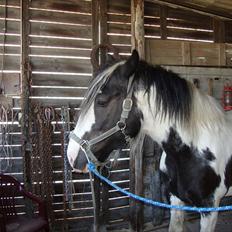 Irish Cob Sultan