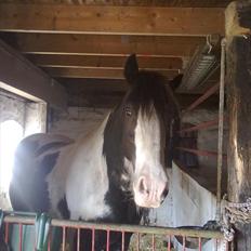 Irish Cob Sultan