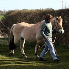 Fjordhest Olex Møllehøj (Junior)