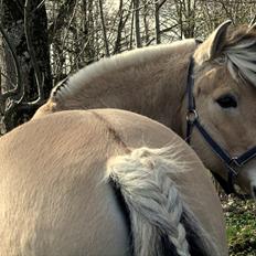 Fjordhest Olex Møllehøj (Junior)