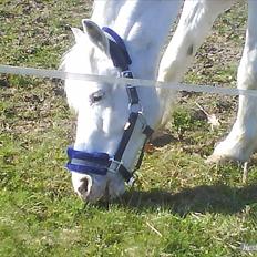 Knabstrupper Plet elev hest