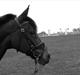 New Forest My Fair Turbo "Kesse"