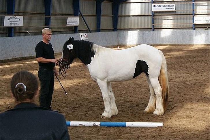 Irish Cob Beer's Vupsi of Tango billede 9