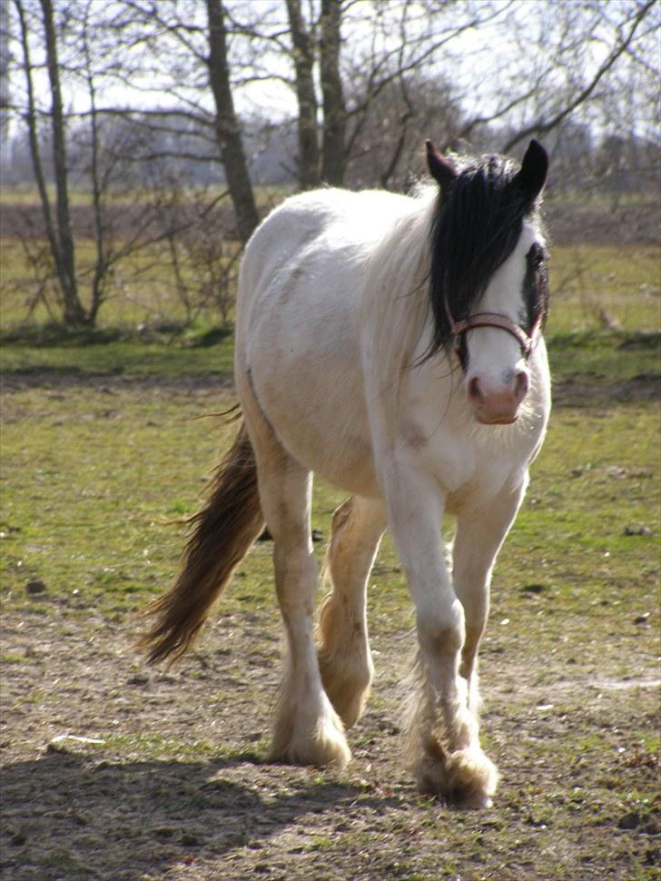 Irish Cob Beer's Vupsi of Tango billede 10