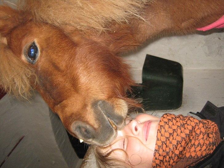 Shetlænder Brutti billede 2