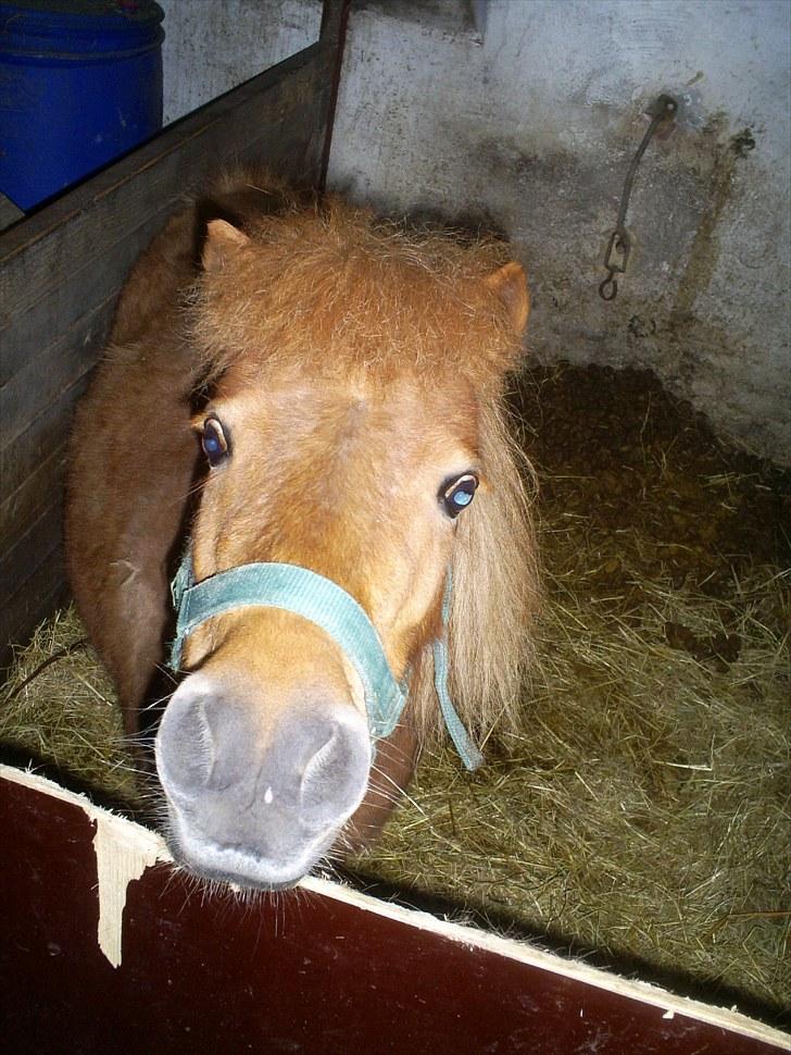 Shetlænder Brutti billede 4