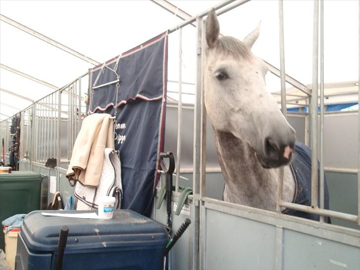 Mecklenburger Celine VI - I stævne stalden i Arendal - Norge billede 18