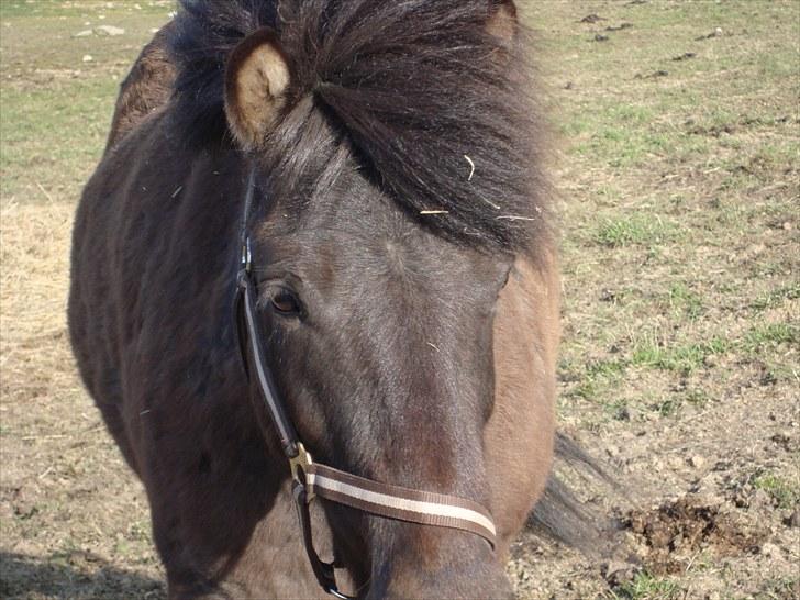 Islænder Óður fra Nautrup  [tidl.hest] - Vind i håret (: billede 7