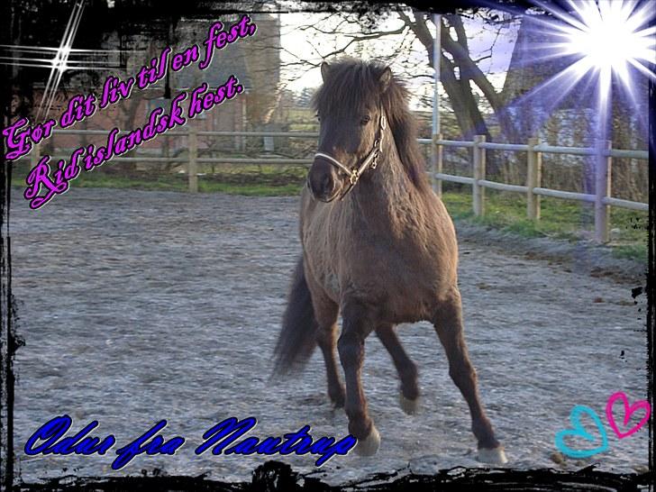 Islænder Óður fra Nautrup  [tidl.hest] - :D billede 8