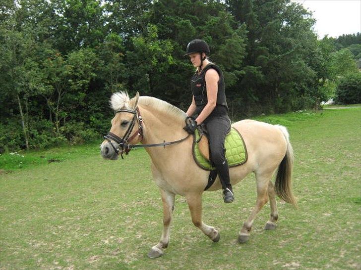 Fjordhest Braslevgaards Drude billede 1