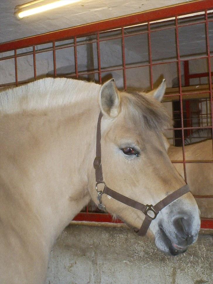 Fjordhest Braslevgaards Drude billede 3