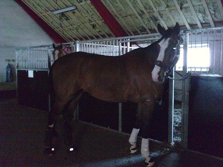 Dansk Varmblod Monsieur Don-Bell - R.I.P - Lille en - lige blevet striglet  billede 7