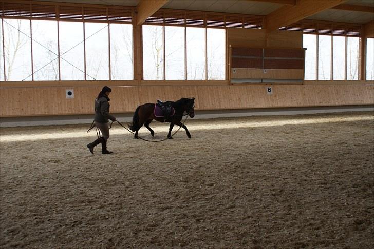 Anden særlig race Jamila  billede 3
